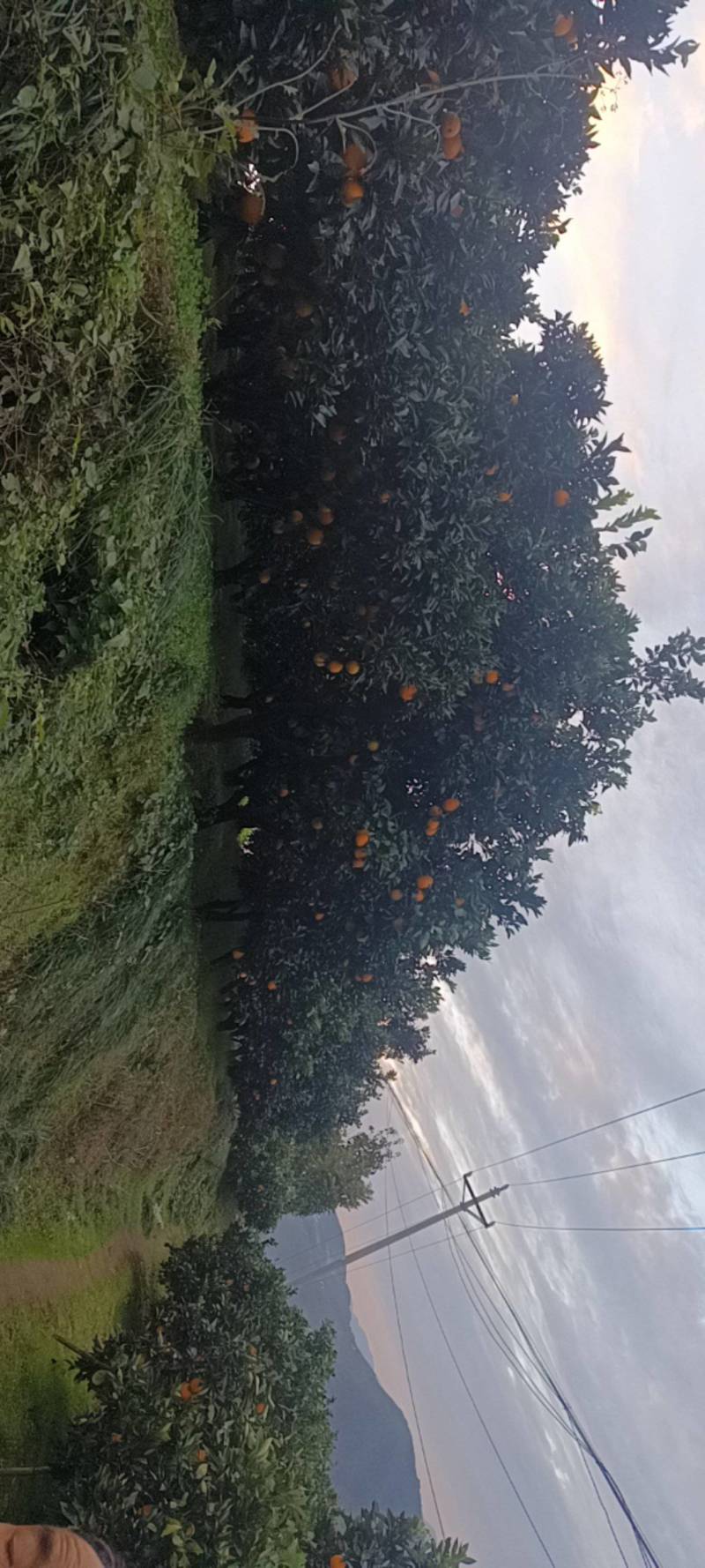 宜昌秭归脐橙，大量供应，一手货源，保质保量，量大优惠，