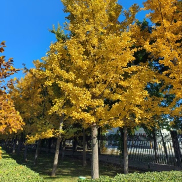 银杏树，基地直发，大量有货，欢迎各位老板咨询采购