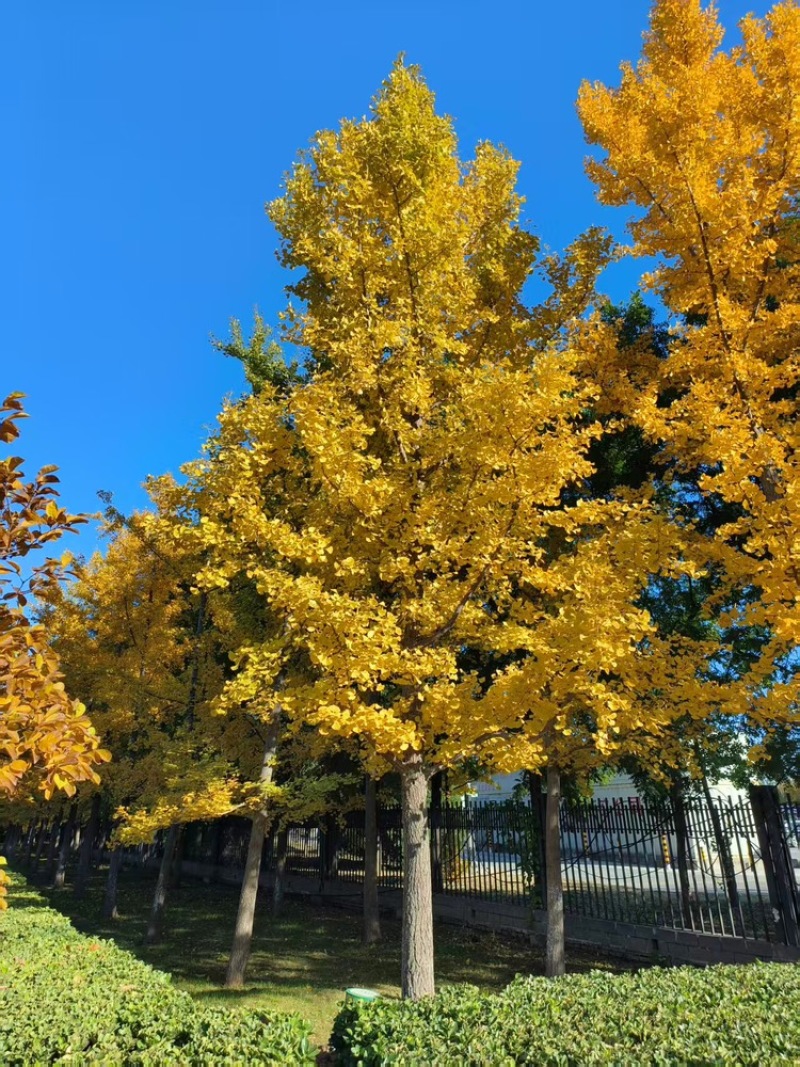 银杏树，基地直发，大量有货，欢迎各位老板咨询采购
