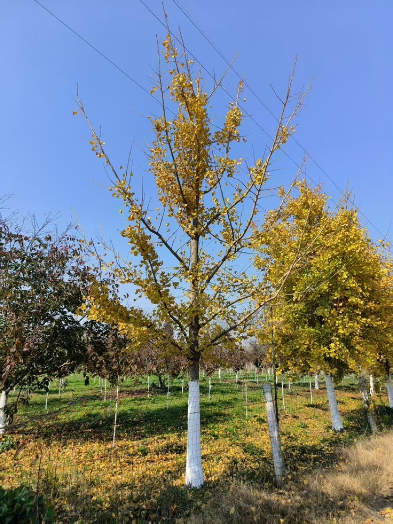银杏树，基地直发，大量有货，欢迎各位老板咨询采购