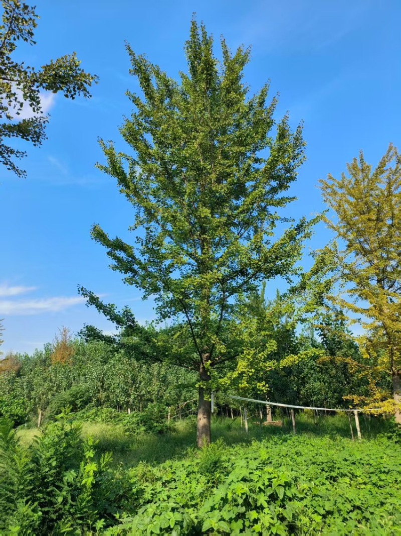 银杏树，基地直发，大量有货，欢迎各位老板咨询采购