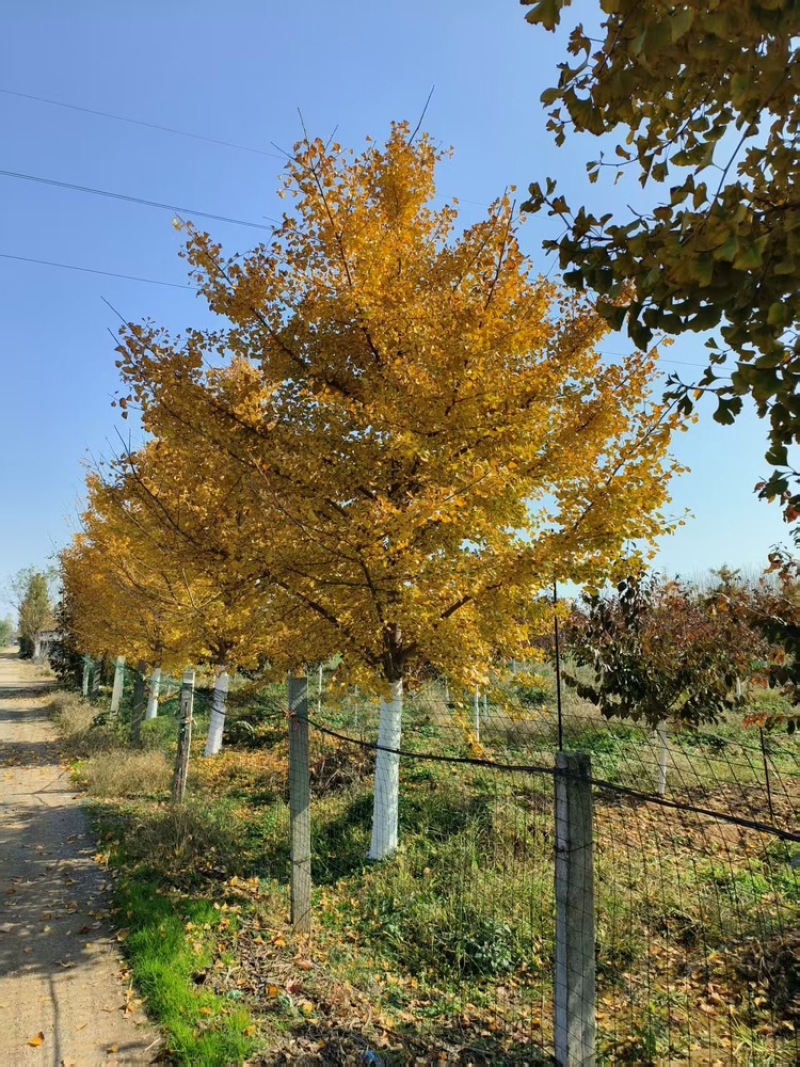 银杏树，基地直发，大量有货，欢迎各位老板咨询采购