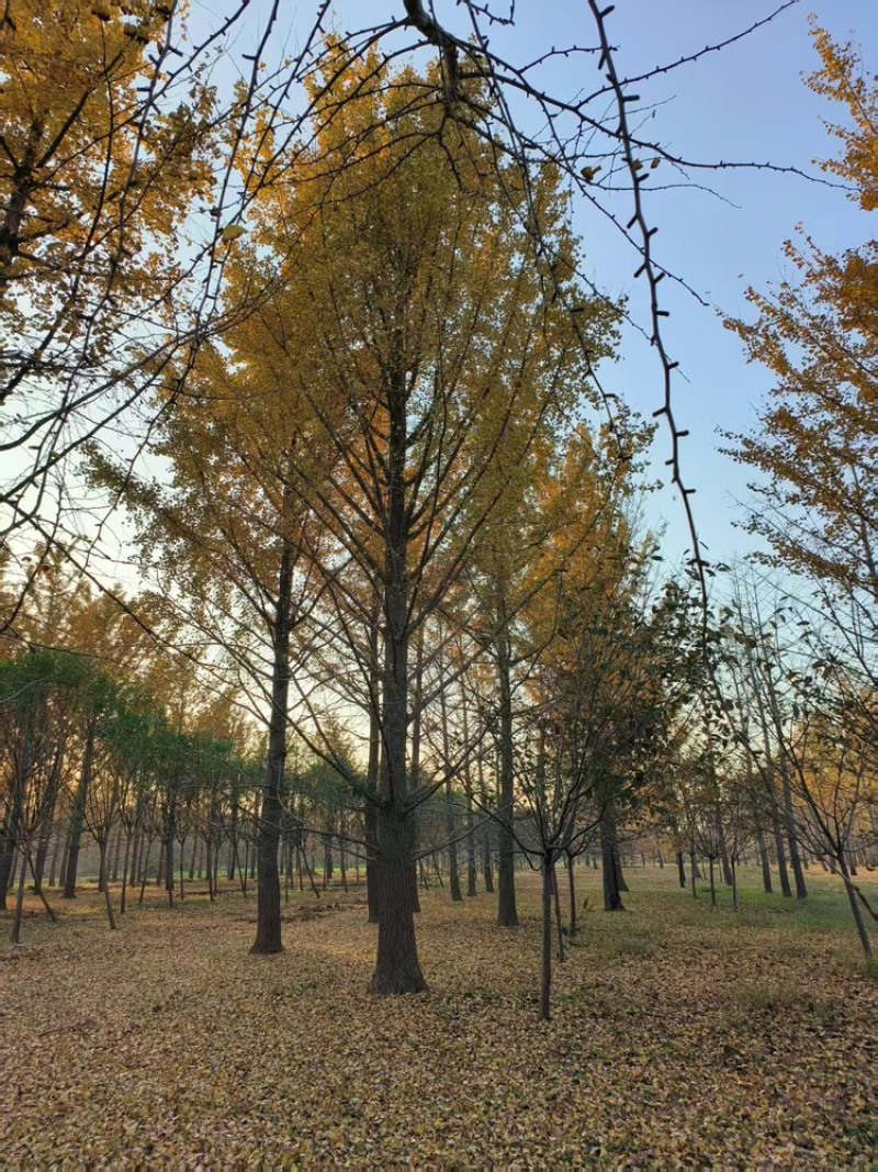 银杏树，基地直发，大量有货，欢迎各位老板咨询采购
