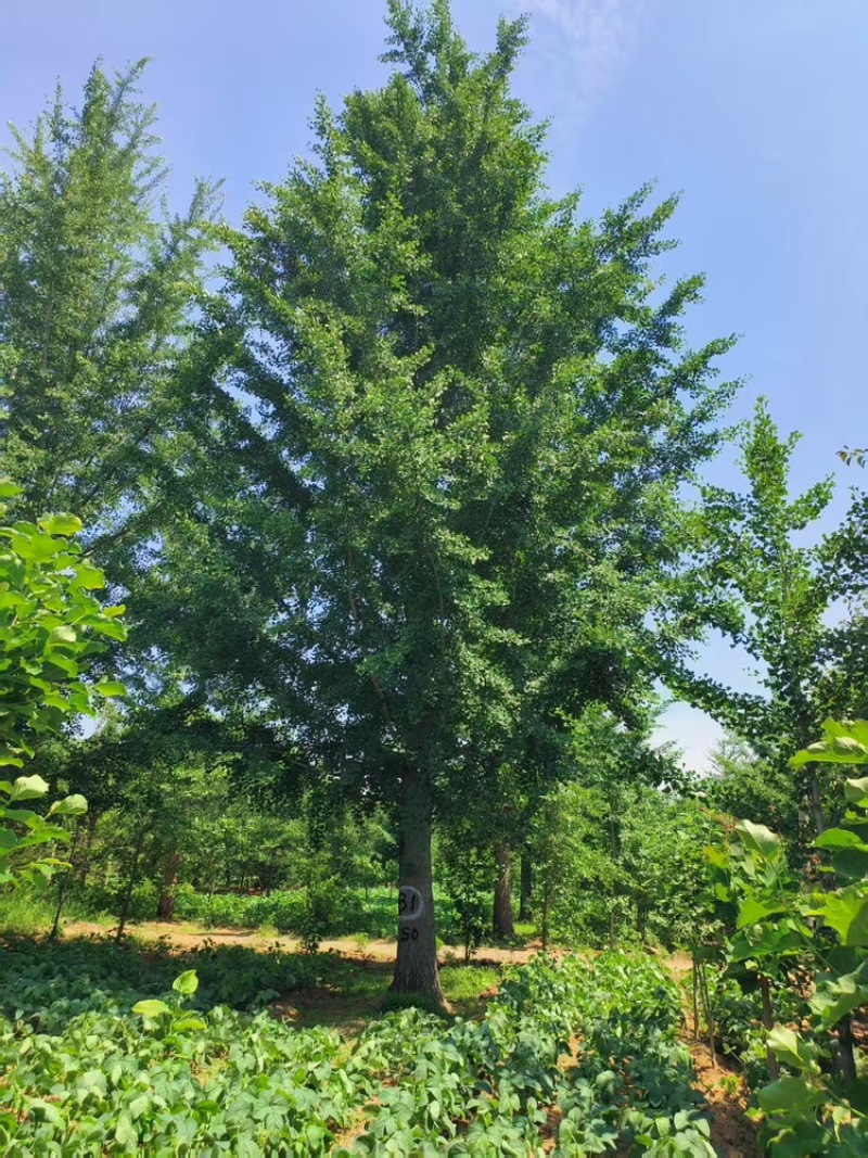 银杏树，基地直发，大量有货，欢迎各位老板咨询采购