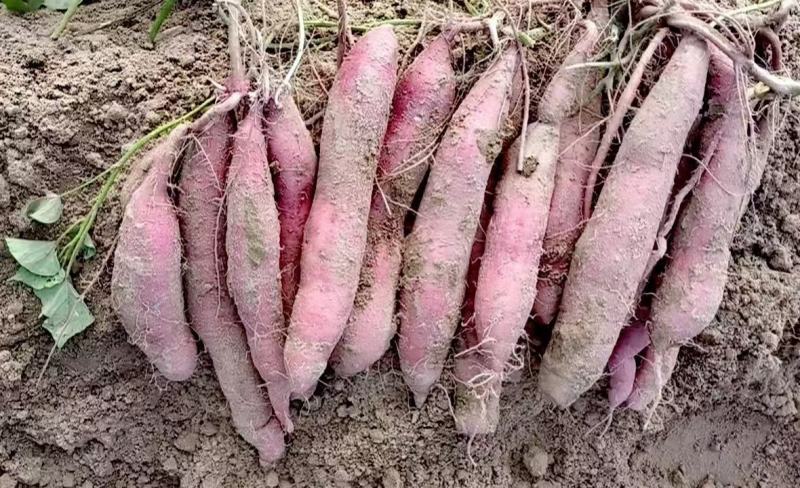陕西临潼板栗红薯大量上市，红皮白心，干面甜无丝，全国发货