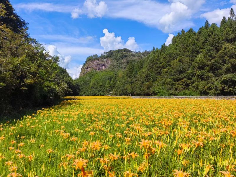 黄花菜