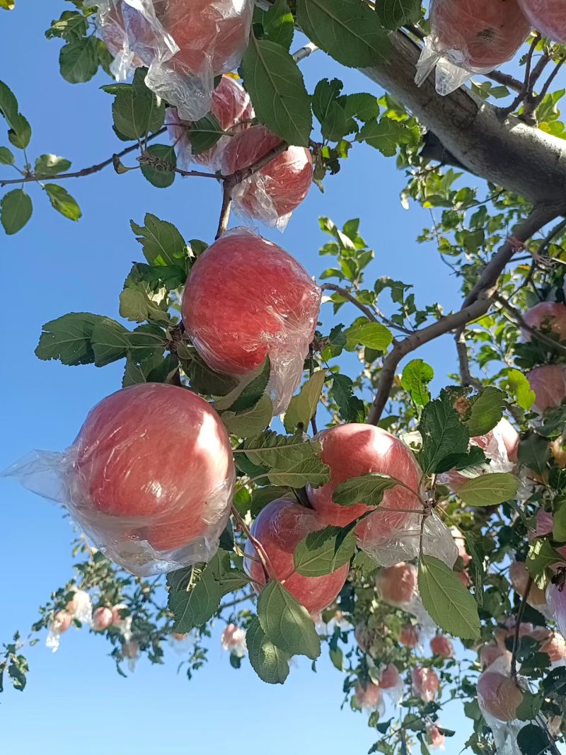山东苹果红富士苹果产地直发货源充足可视频看货