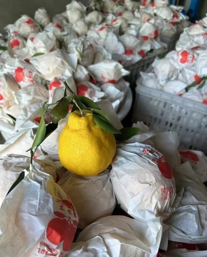 丑橘大量供应一手原产地价格便宜质量对接电商快递一件代发