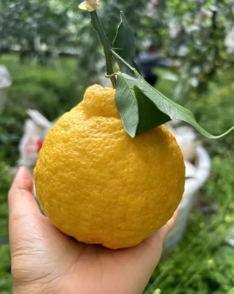 丑橘大量供应一手原产地价格便宜质量对接电商快递一件代发