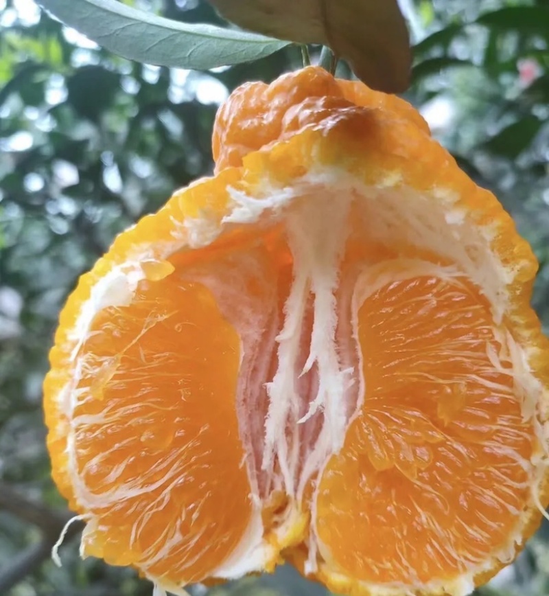 丑橘大量供应一手原产地价格便宜质量对接电商快递一件代发