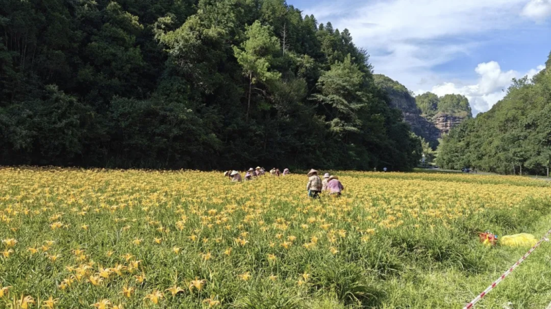 黄花菜