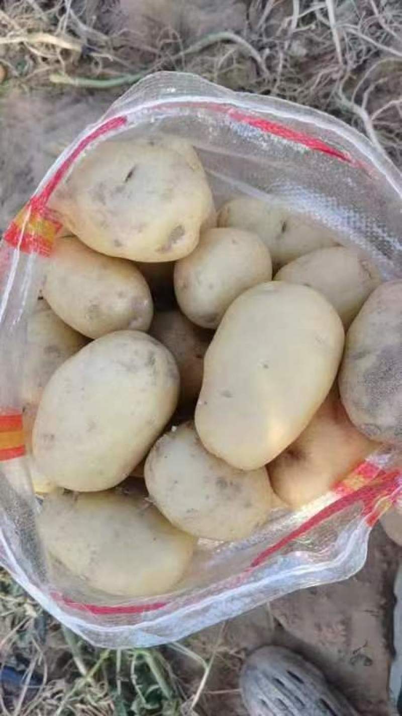 河南南阳沃土五号货源充足支持视频看货