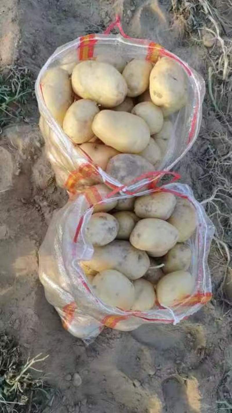 河南南阳沃土五号货源充足支持视频看货