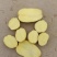 河南南阳沃土五号货源充足支持视频看货