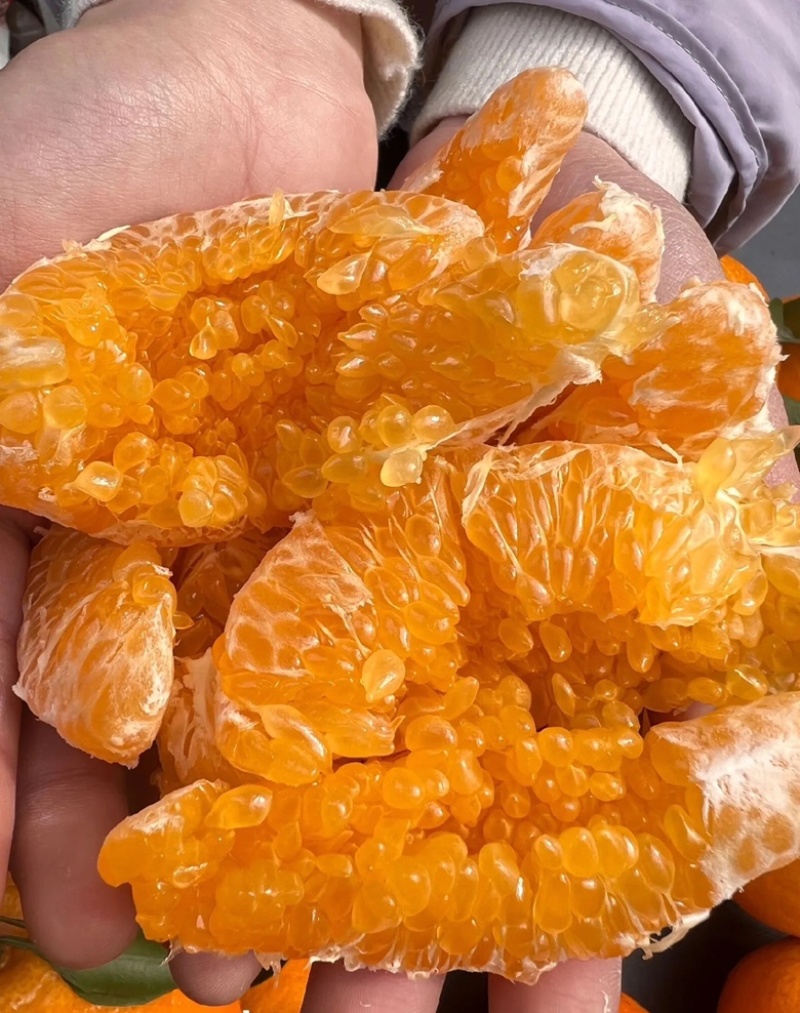 春见耙耙柑质量保证大量上货价格便宜全国发货