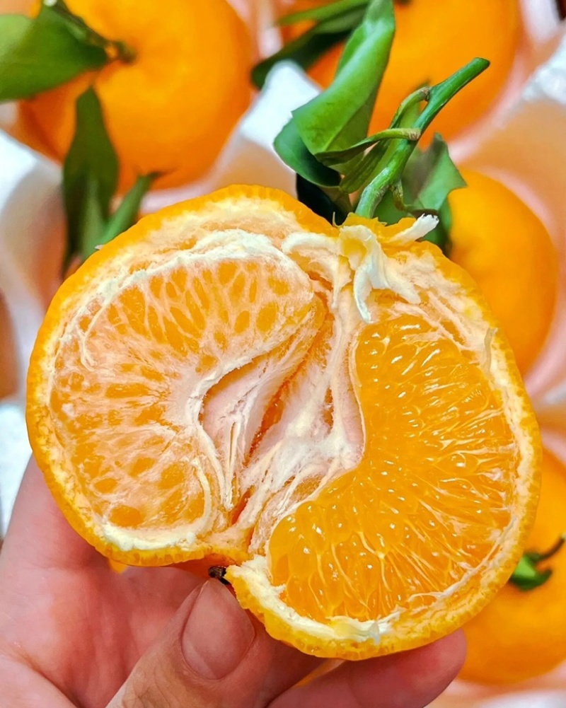 春见耙耙柑质量保证大量上货价格便宜全国发货
