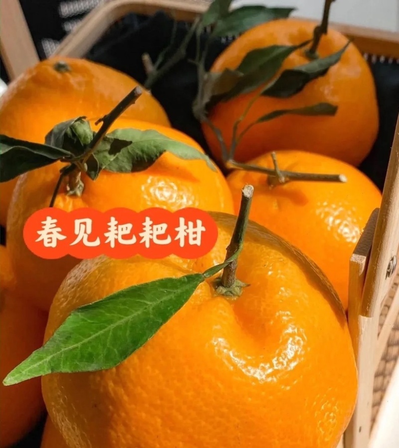 春见耙耙柑质量保证大量上货价格便宜全国发货