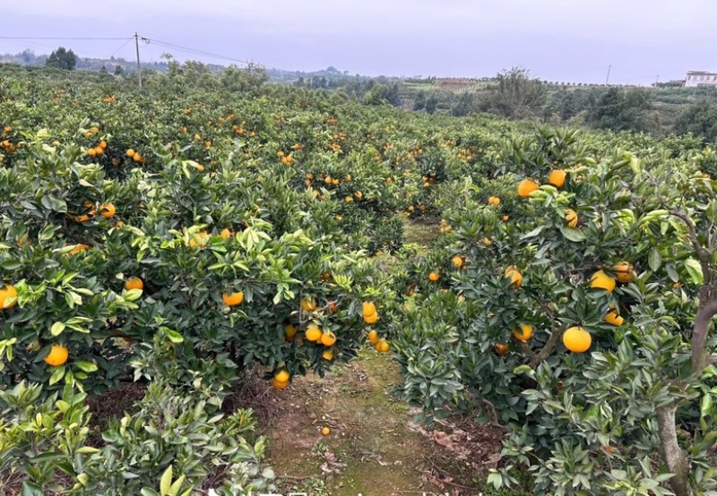 春见耙耙柑质量保证大量上货价格便宜全国发货