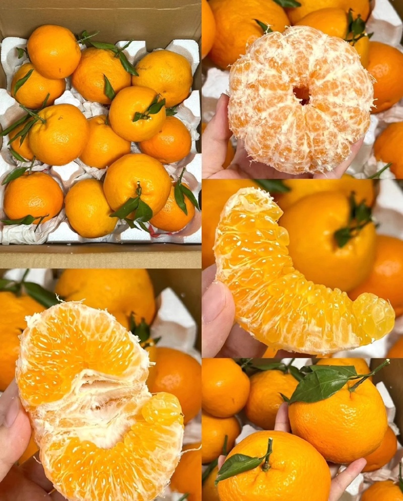 春见耙耙柑质量保证大量上货价格便宜全国发货