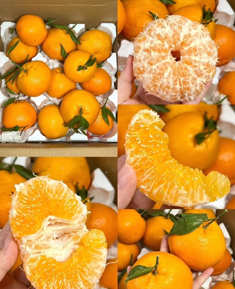 春见耙耙柑质量保证大量上货价格便宜全国发货