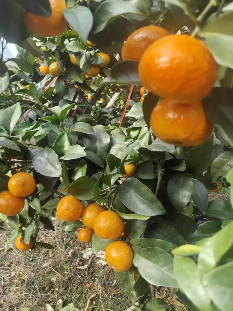 广西桂林产地、金秋砂糖橘、口感纯甜、化渣无核、