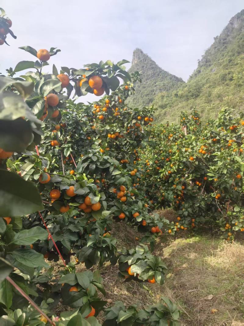 广西桂林产地、金秋砂糖橘、口感纯甜、化渣无核、
