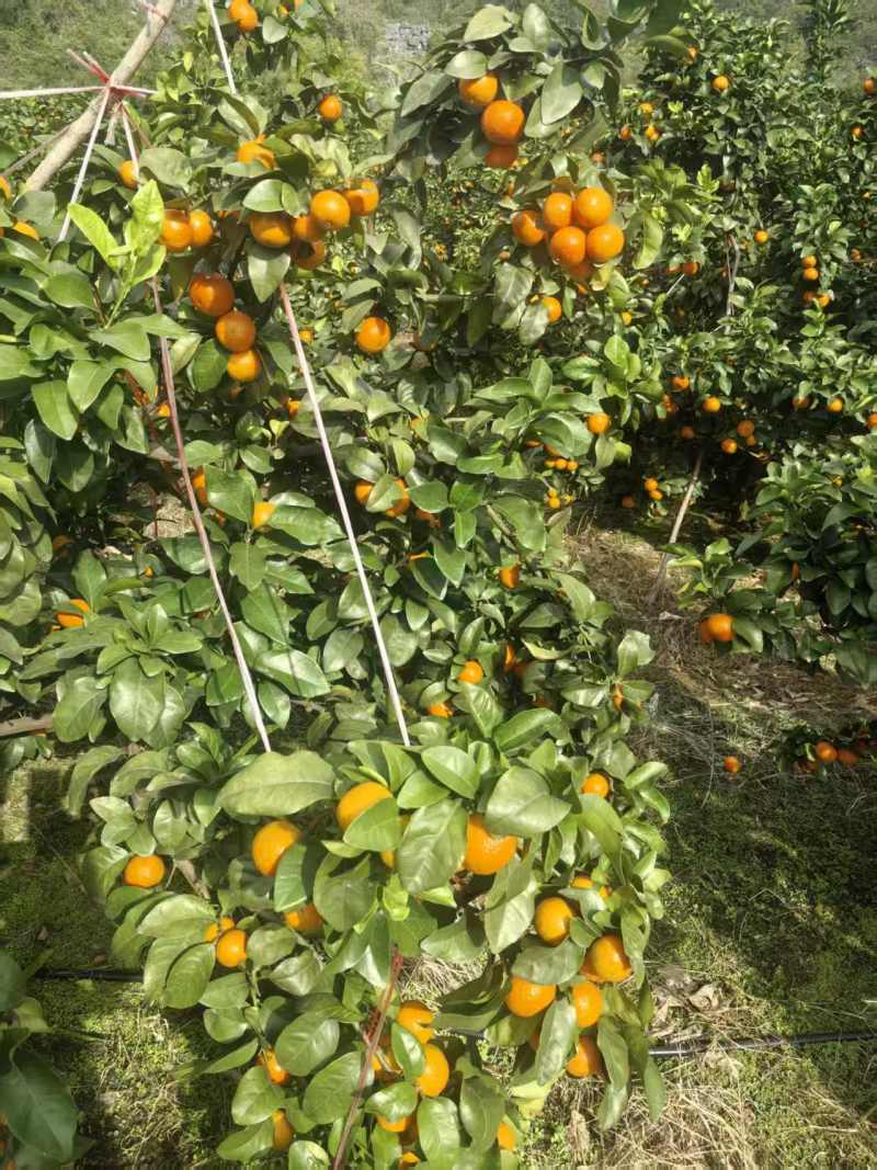 广西桂林产地、金秋砂糖橘、口感纯甜、化渣无核、
