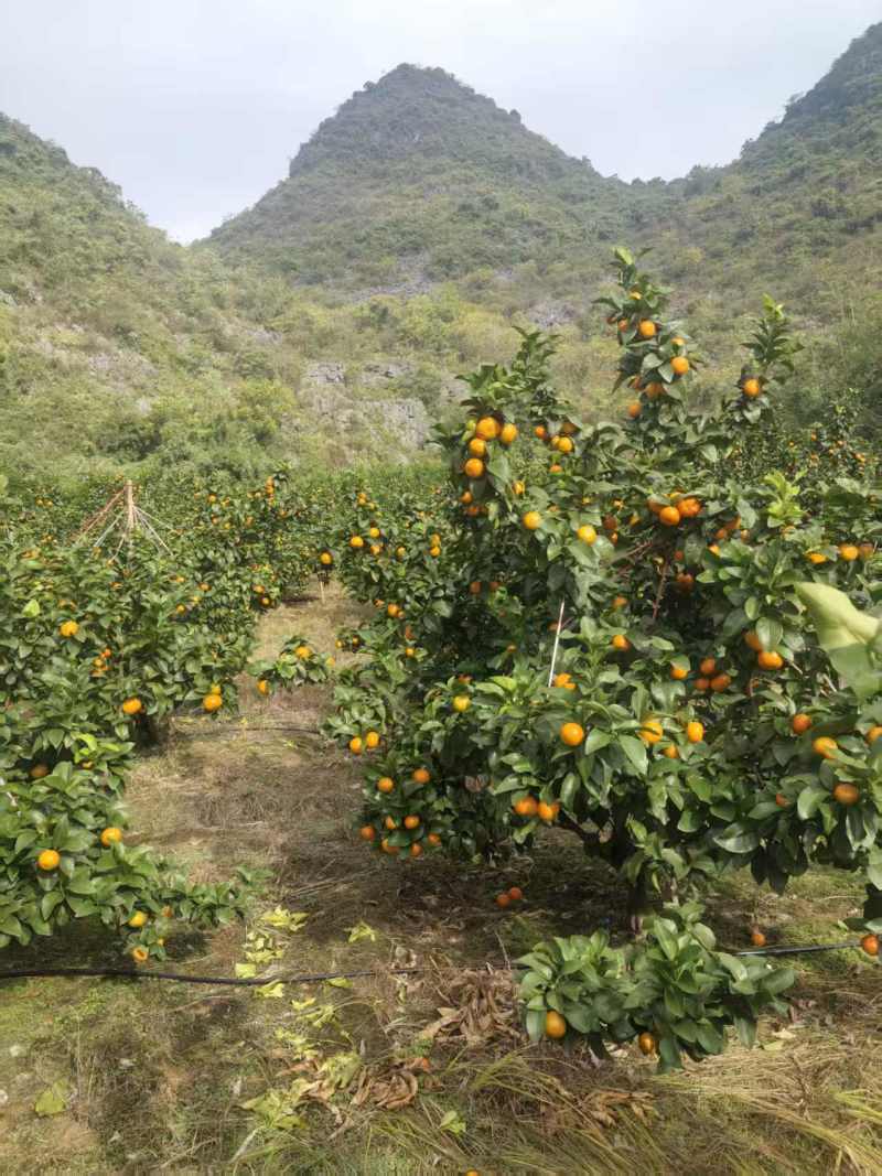 广西桂林产地、金秋砂糖橘、口感纯甜、化渣无核、
