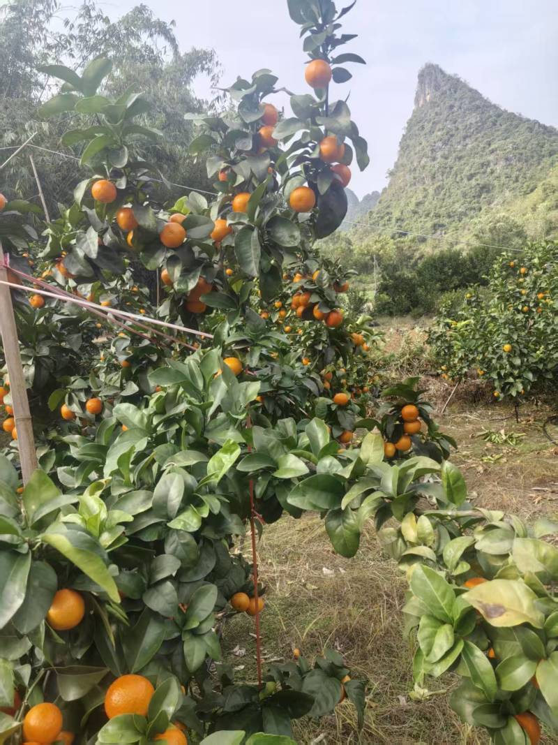 广西桂林产地、金秋砂糖橘、口感纯甜、化渣无核、