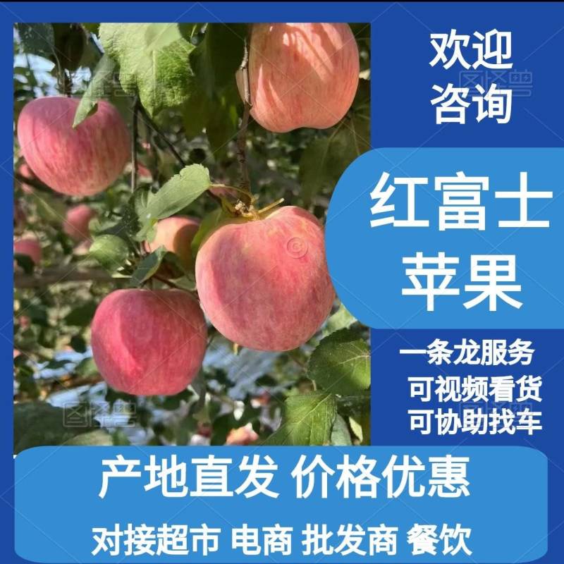 山东红富士苹果一手货源全国代发可视频看货欢迎致电