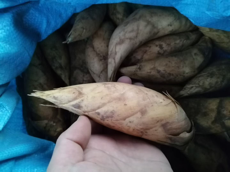 赣南优质黄泥巴冬笋上市中！需要的可以联系我