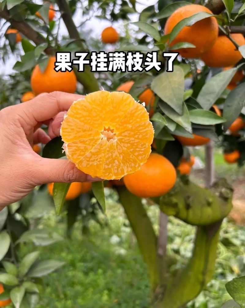 爱媛果冻橙产地一手货源量大价低对接电商快递一件代发