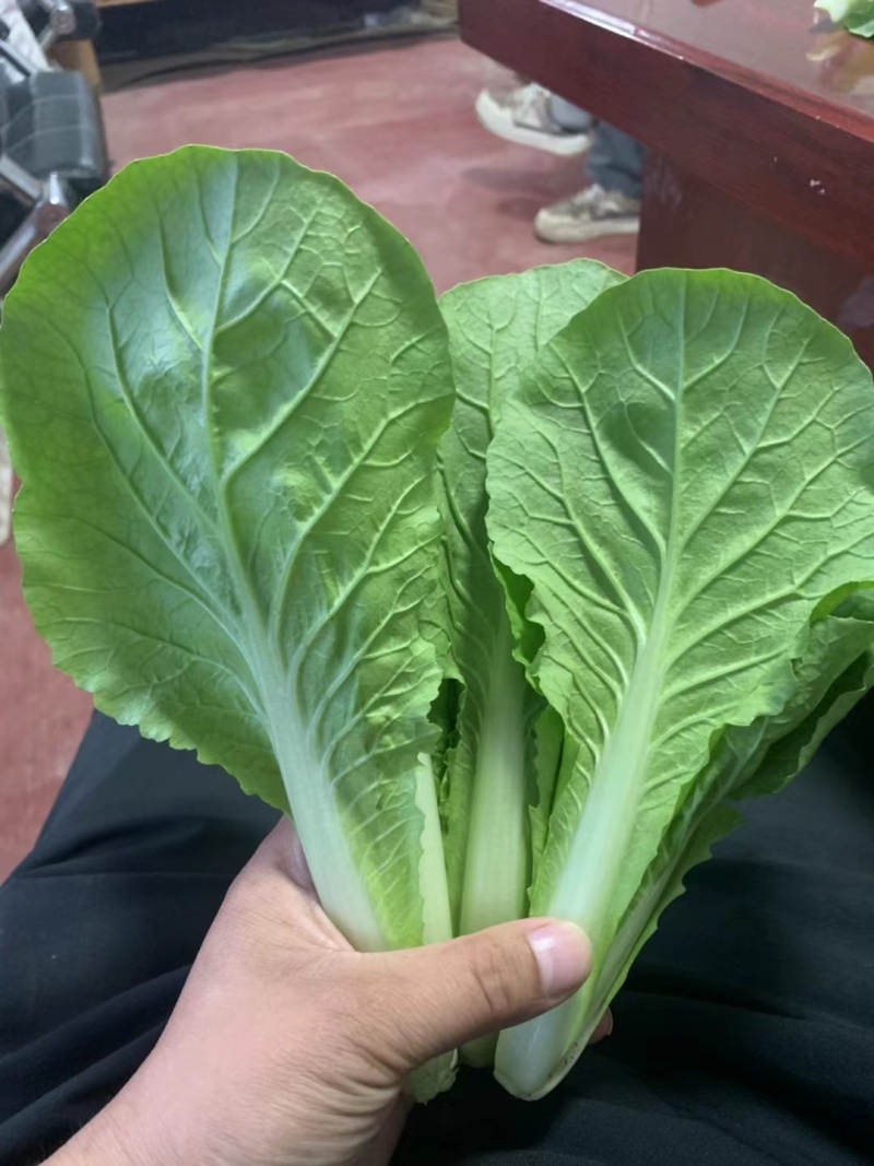 山东菏泽曹县快菜产地直发代收代发视频看货全国发货