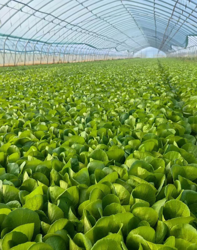 山东菏泽曹县快菜产地直发代收代发视频看货全国发货
