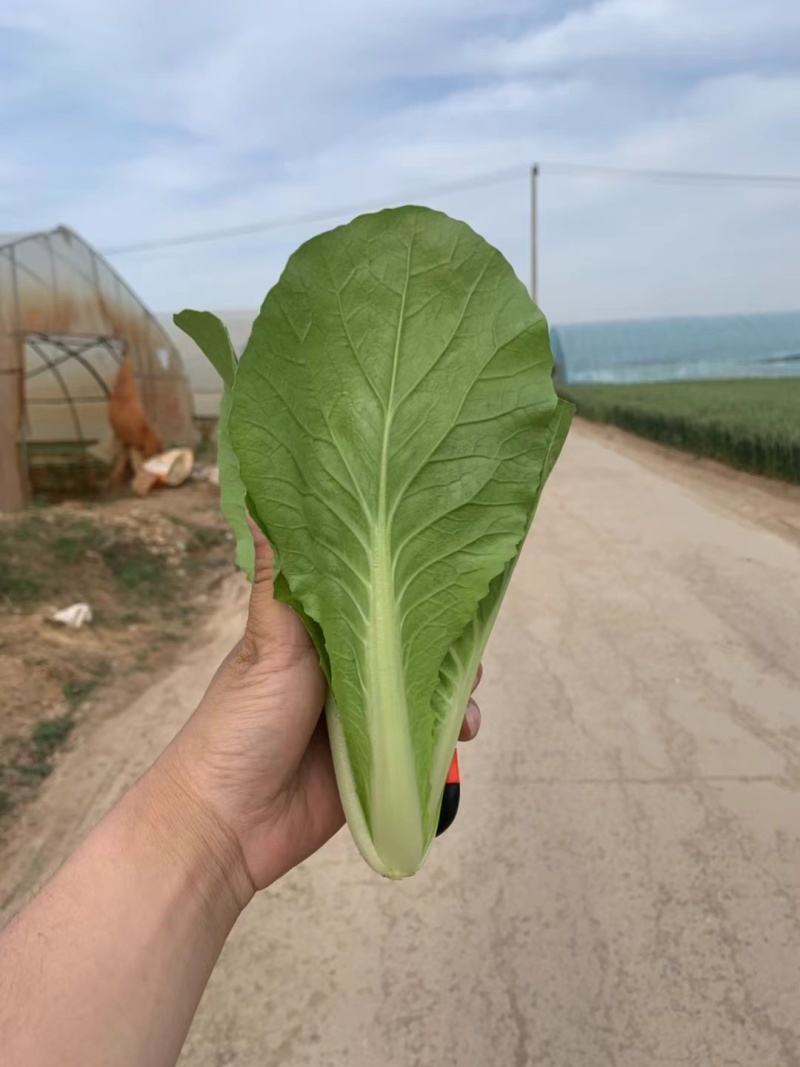 山东菏泽曹县快菜产地直发代收代发视频看货全国发货