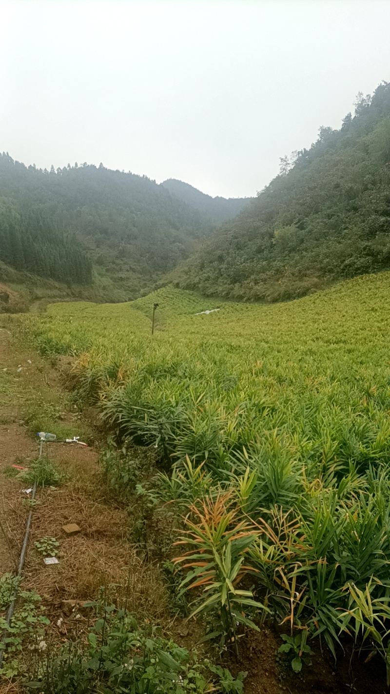 湖南2号平头姜
