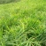 湖南2号平头姜