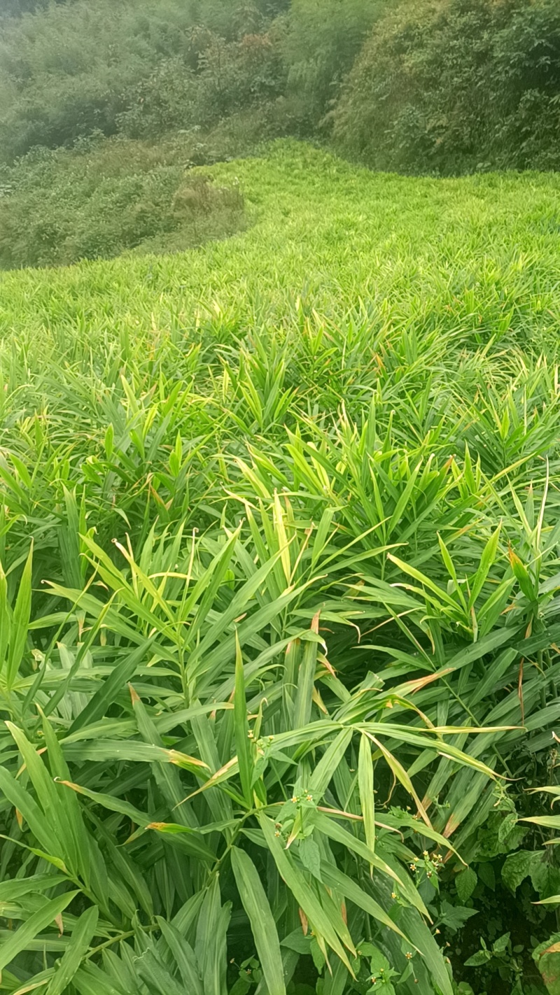 湖南2号平头姜