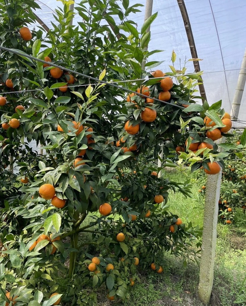 沃柑超甜全国可发对接电商商超快递一件代发一手货