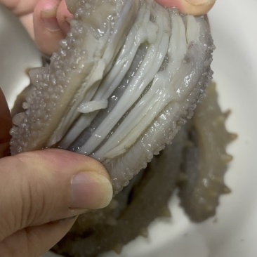高口鲜食海参8-12头哏啾Q弹不缩水供应商