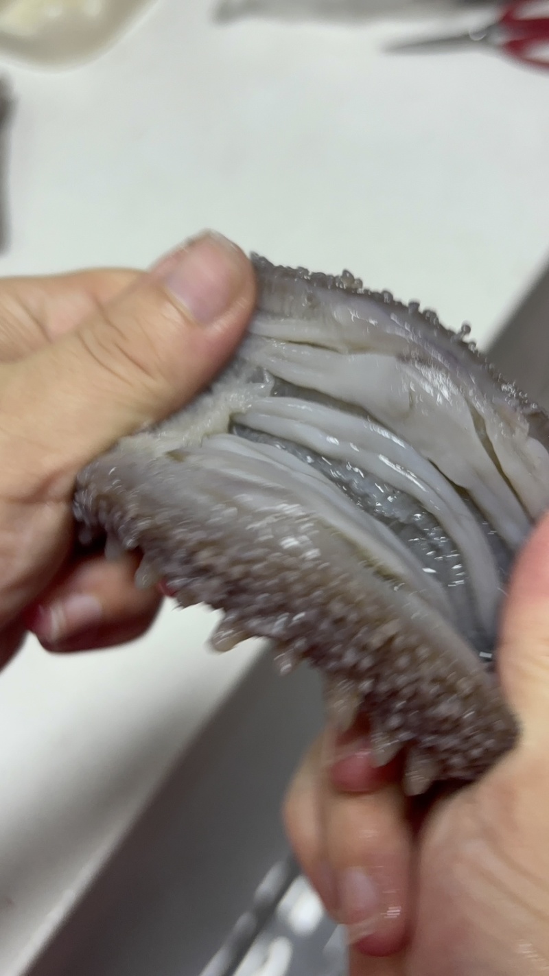 高口鲜食海参8-12头哏啾Q弹不缩水供应商