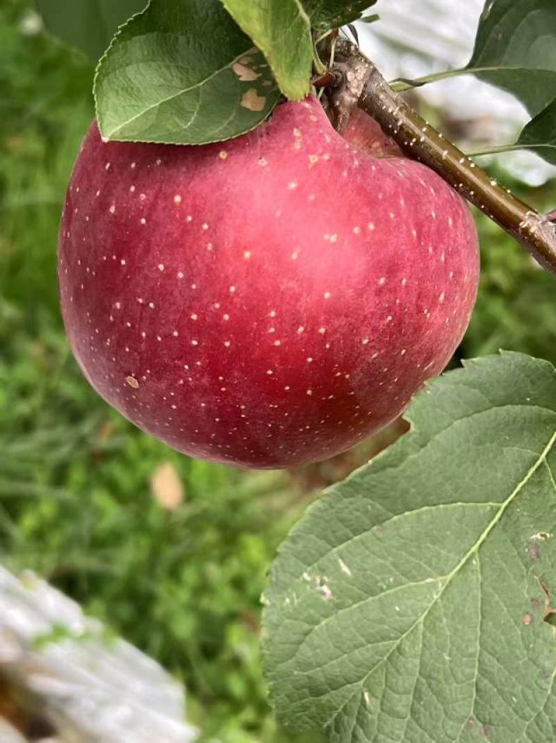 昭通冰糖心丑苹果一件代发