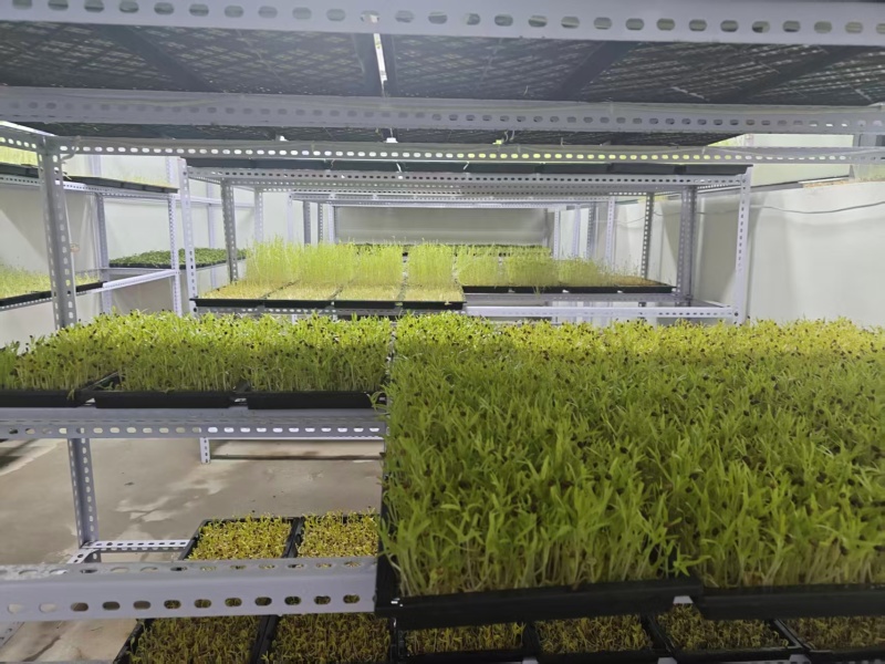 花生芽自己养植品质保证欢迎采购