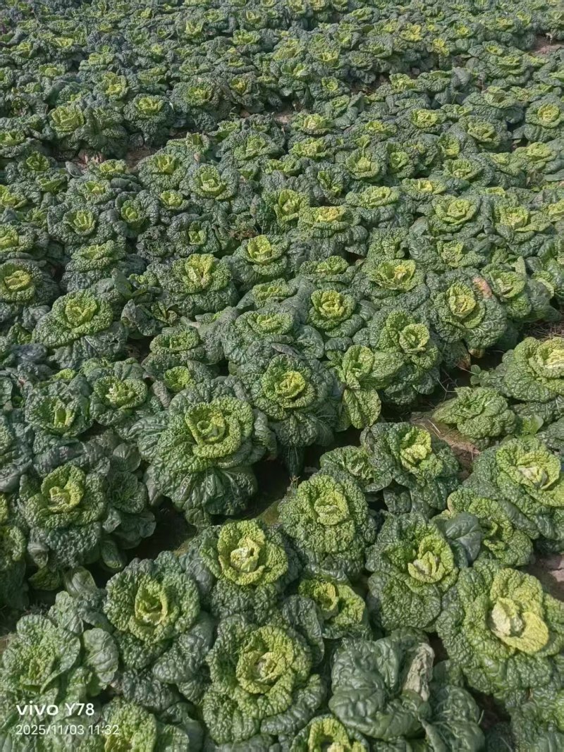 安徽省太和产地黄心菜