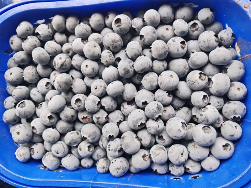 云南蓝莓L11L25F6对接各大平台电商一件代发