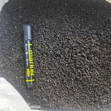 补骨脂生补骨脂炒补骨脂规格齐全支持一件代发