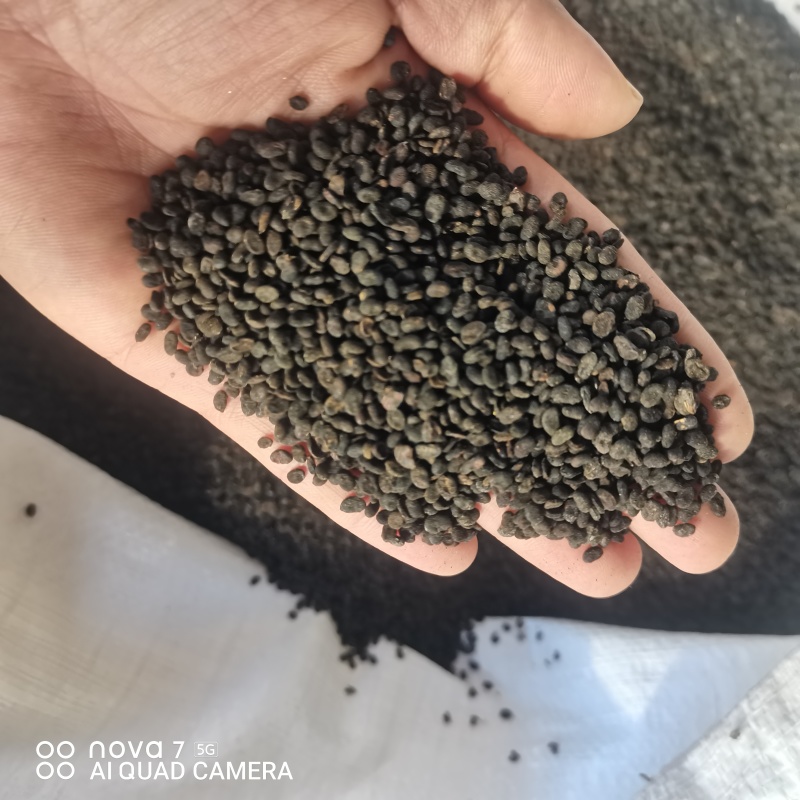 补骨脂生补骨脂炒补骨脂规格齐全支持一件代发