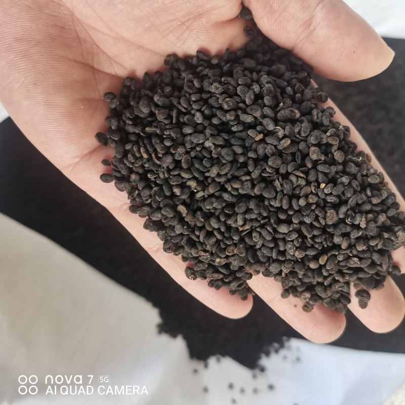 补骨脂生补骨脂炒补骨脂规格齐全支持一件代发