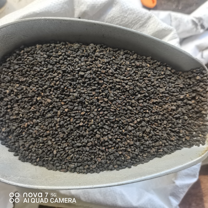 补骨脂生补骨脂炒补骨脂规格齐全支持一件代发