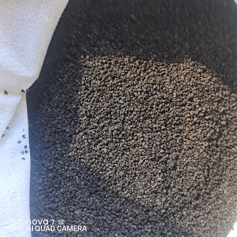 补骨脂生补骨脂炒补骨脂规格齐全支持一件代发